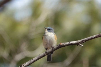 2023年3月5日(日) 小根山森林公園の野鳥観察記録