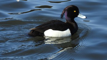 2023年3月5日(日) 下田公園(青森県おいらせ町)の野鳥観察記録