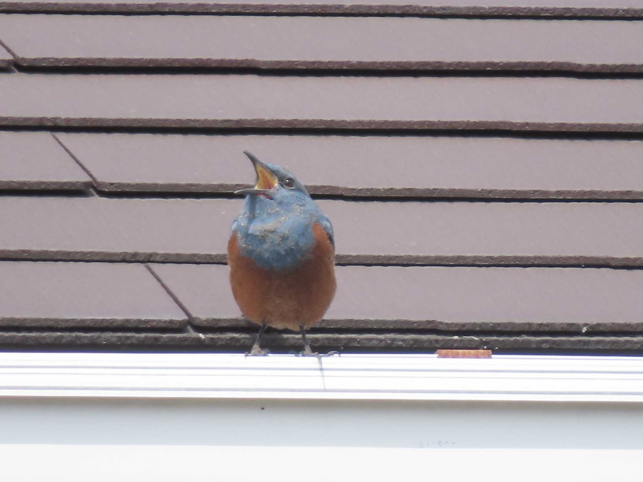 Photo of Blue Rock Thrush at 伊勢市市街 by aquilla