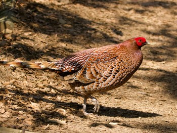 Thu, 3/9/2023 Birding report at Mt. Tsukuba