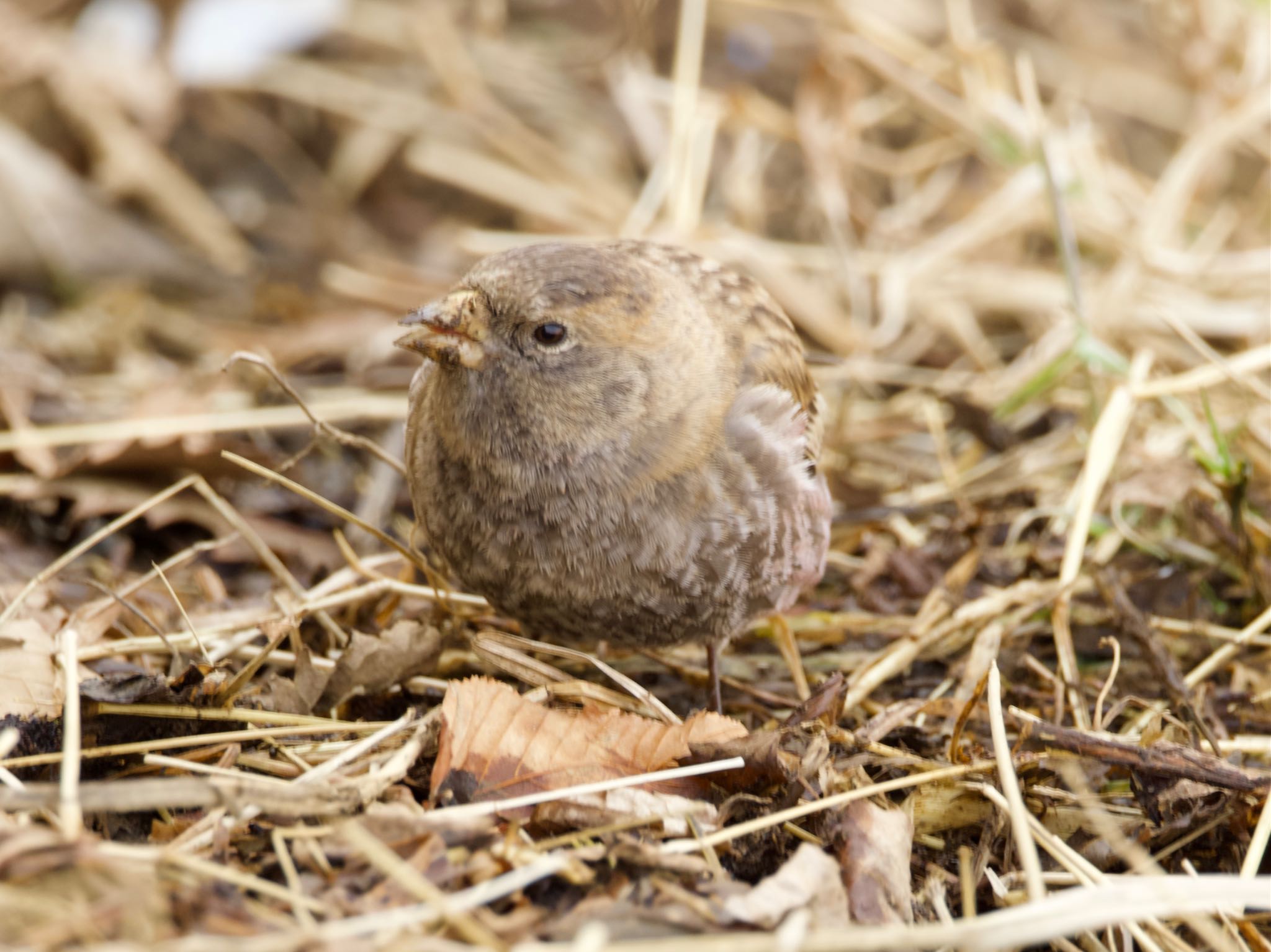 Asian Rosy Finch