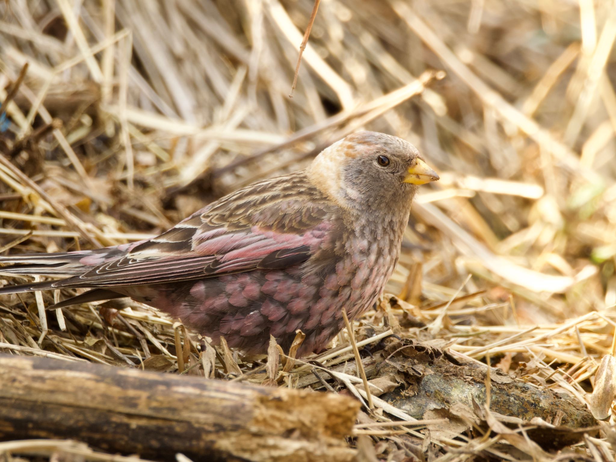 Asian Rosy Finch