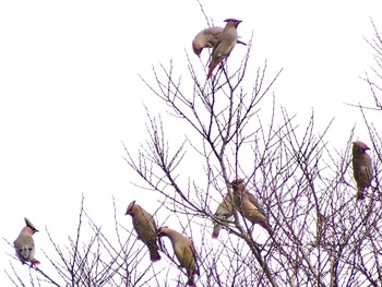 2023年3月6日(月) 葛西臨海公園の野鳥観察記録