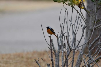 Daurian Redstart 東三河ふるさと公園 Sun, 3/5/2023