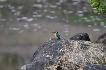 カワセミ 東三河ふるさと公園 2023年3月5日(日)