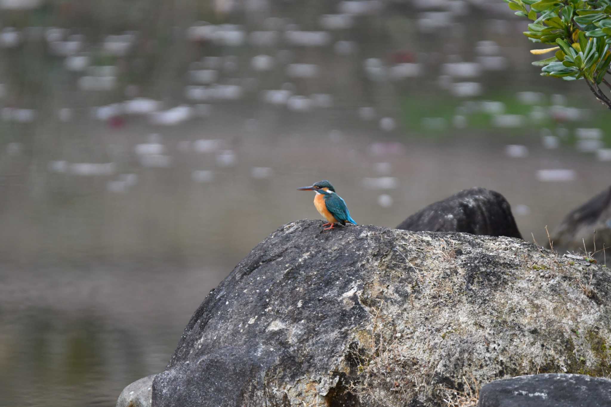 Photo of Common Kingfisher at 東三河ふるさと公園 by みそ＠VM4A