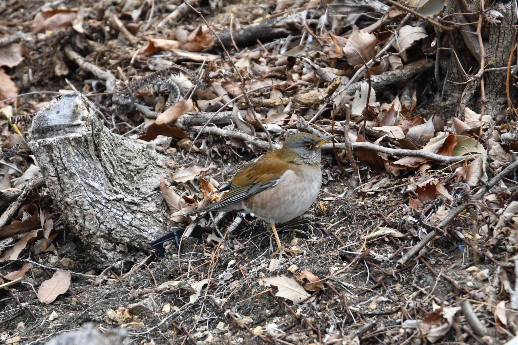 Photo of Pale Thrush at 東三河ふるさと公園 by みそ＠VM4A