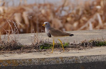 2023年3月9日(木) 恩智川治水緑地の野鳥観察記録