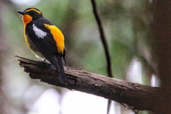 Narcissus Flycatcher 長良川ふれあいの森 Unknown Date