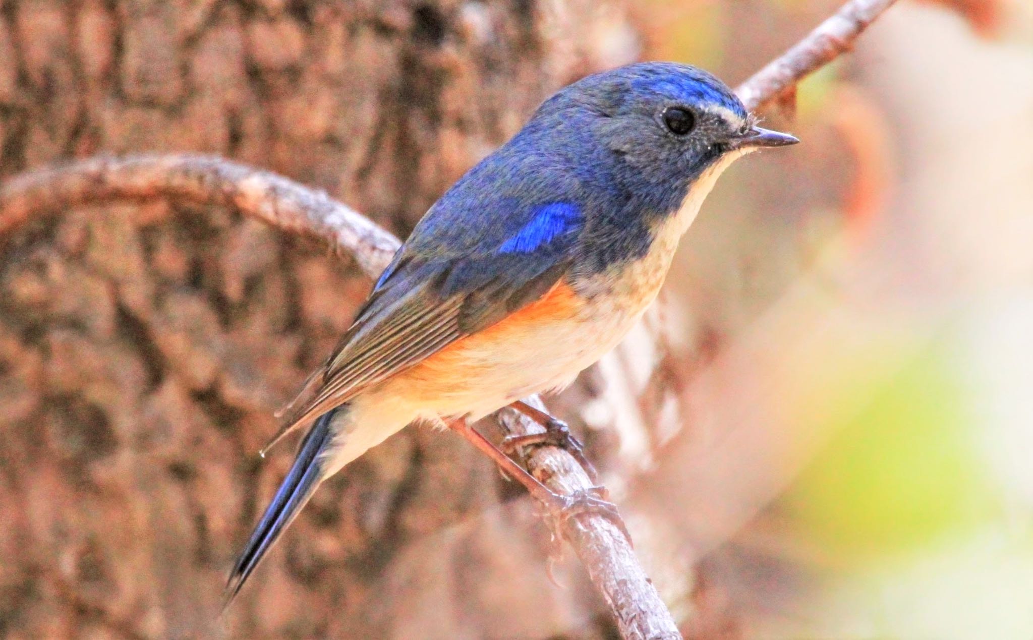 Photo of Red-flanked Bluetail at  by KEIGO