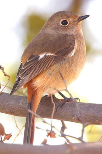 Daurian Redstart Unknown Spots Unknown Date