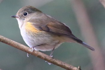 Red-flanked Bluetail 岐阜公園 Unknown Date