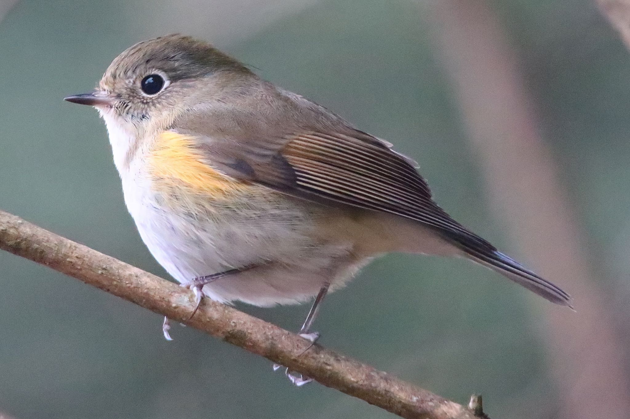 Photo of Red-flanked Bluetail at 岐阜公園 by KEIGO