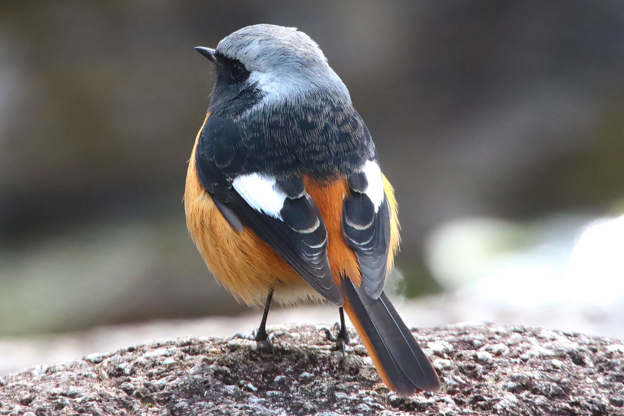 Photo of Daurian Redstart at 岐阜公園 by KEIGO