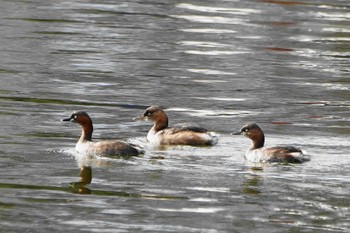 Little Grebe Showa Kinen Park Sun, 1/22/2023