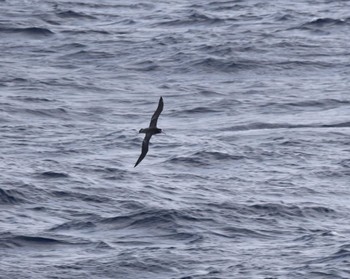 クロアシアホウドリ 八丈島航路 2023年2月25日(土)