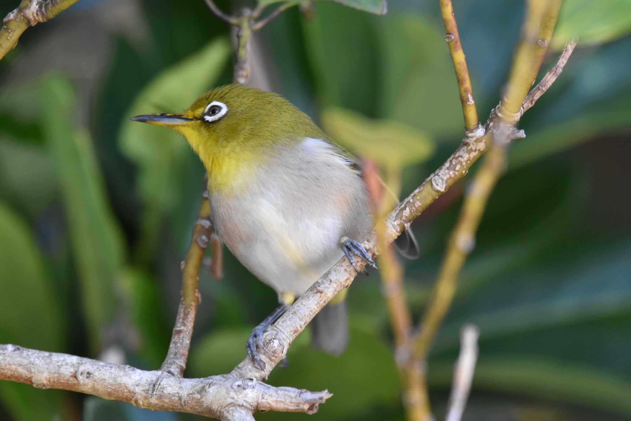 Japanese White-eye(stejnegeri)