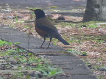 Sat, 2/25/2023 Birding report at Hachijojima Island