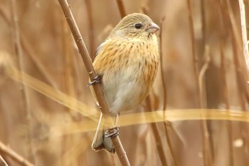 Siberian Long-tailed Rosefinch Unknown Spots Unknown Date