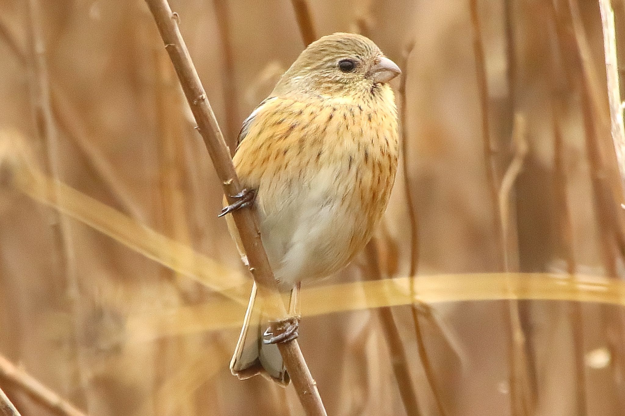 Photo of Siberian Long-tailed Rosefinch at  by KEIGO