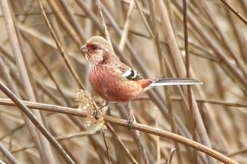 Siberian Long-tailed Rosefinch Unknown Spots Unknown Date