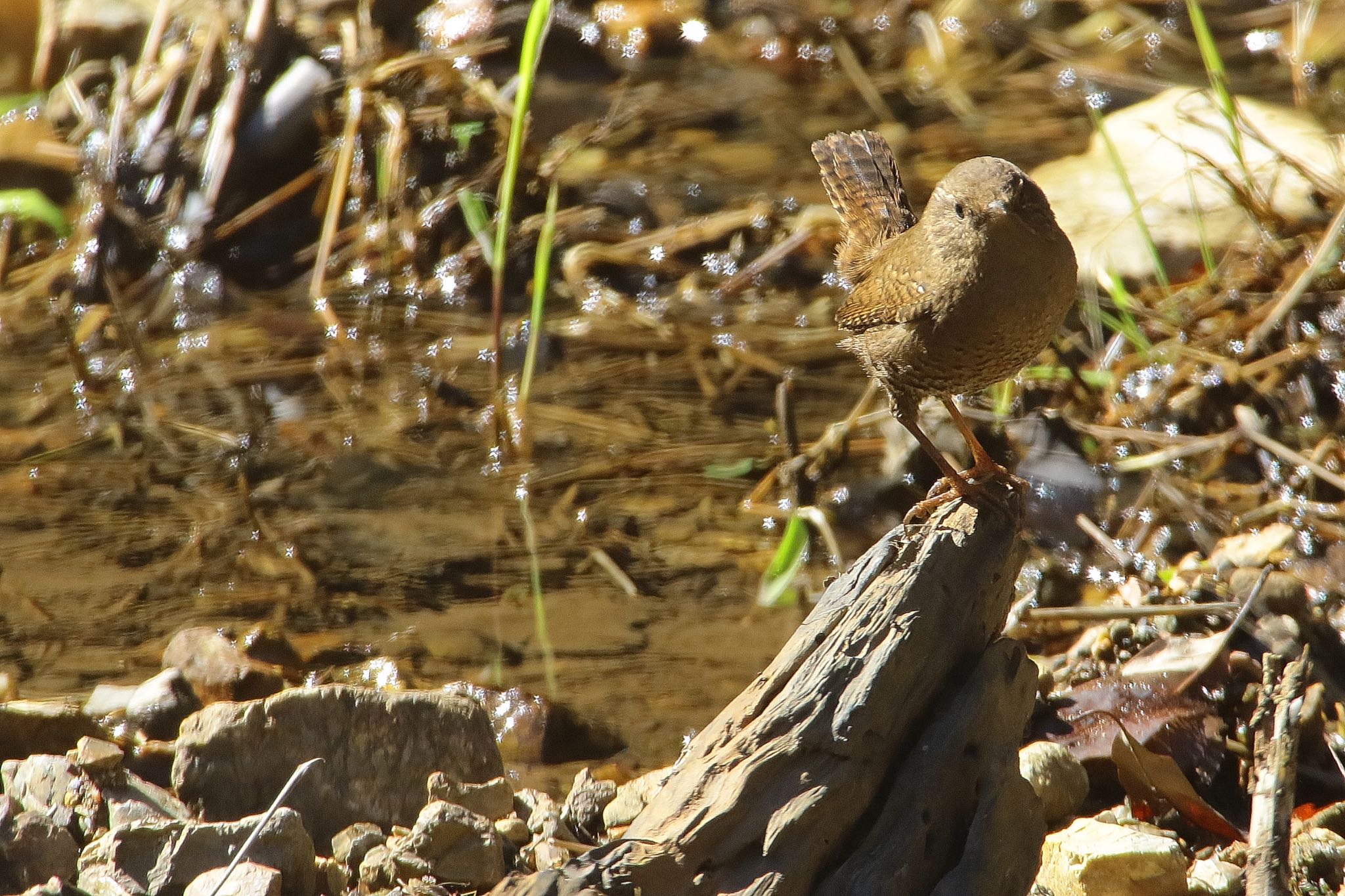 Photo of Eurasian Wren at  by KEIGO