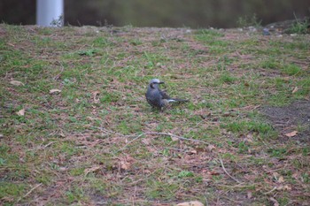 Brown-eared Bulbul 久宝寺緑地公園 Sun, 2/26/2023