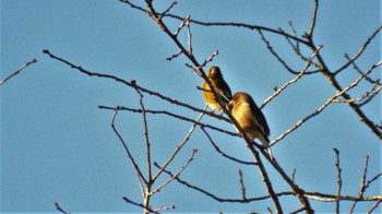 Grey-capped Greenfinch 佐久広域 Wed, 3/8/2023