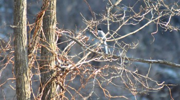 Azure-winged Magpie 佐久広域 Thu, 3/9/2023