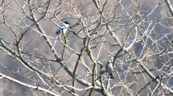 Azure-winged Magpie 佐久広域 Thu, 3/9/2023