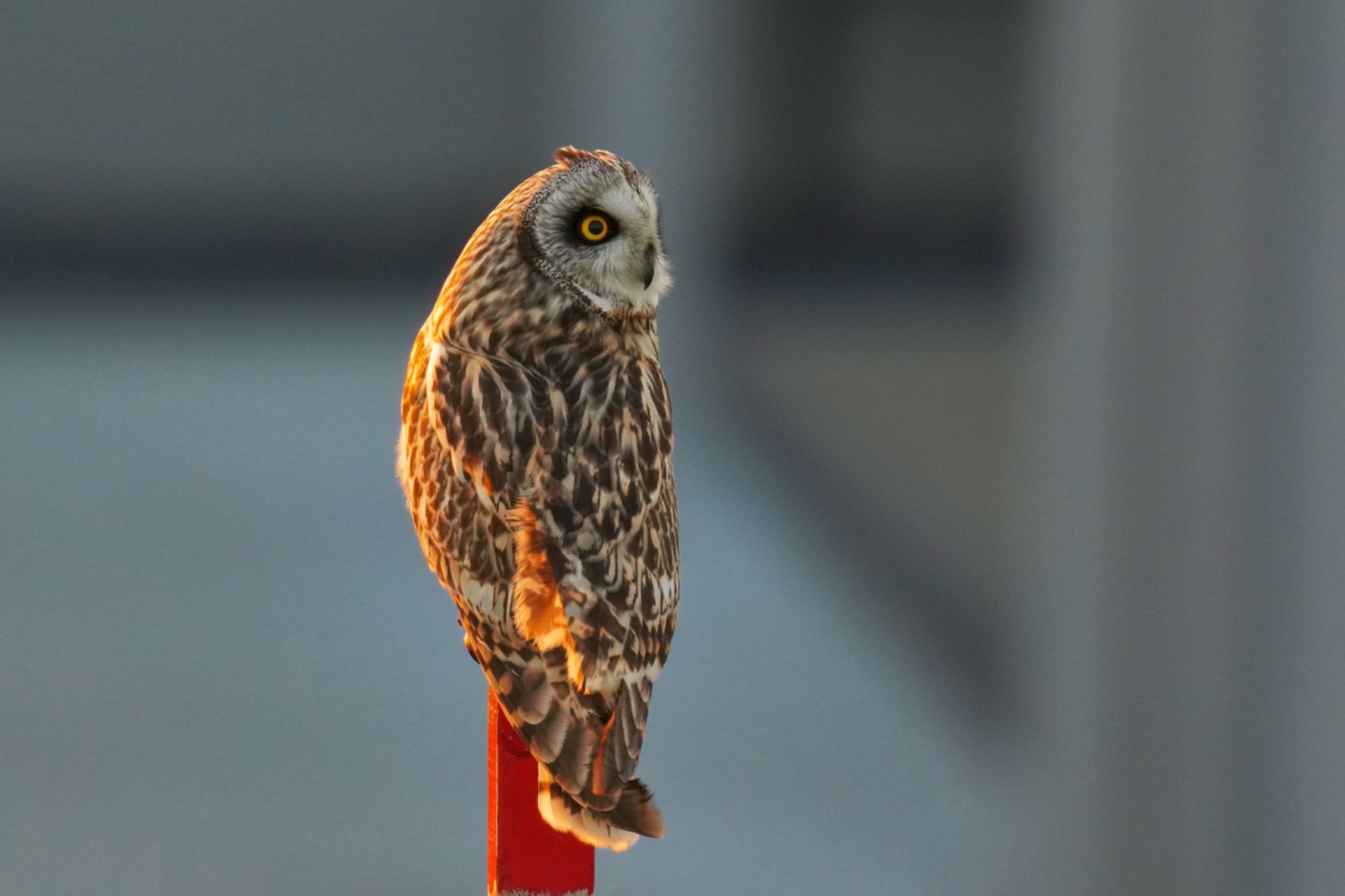 江戸川(三郷) コミミズクの写真 by アポちん