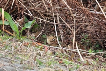 セッカ 境川遊水地公園 2023年3月5日(日)