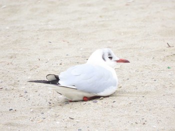 ユリカモメ お台場海浜公園 2023年3月2日(木)