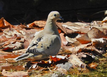 Mourning Dove Lake Como(Minnesota) Sat, 4/9/2022