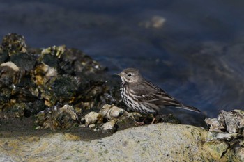 タヒバリ 葛西臨海公園 2023年3月7日(火)