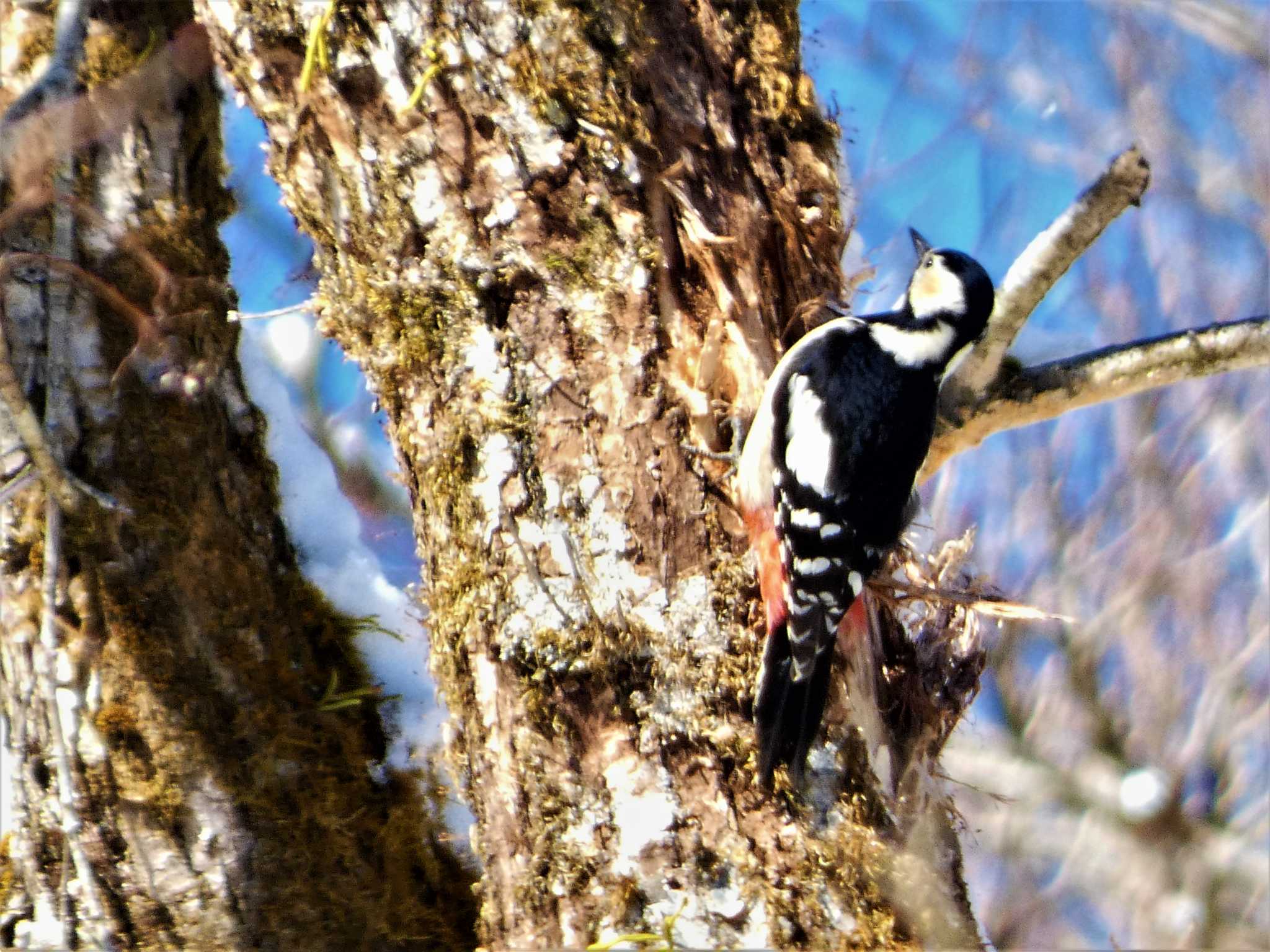 アカゲラ