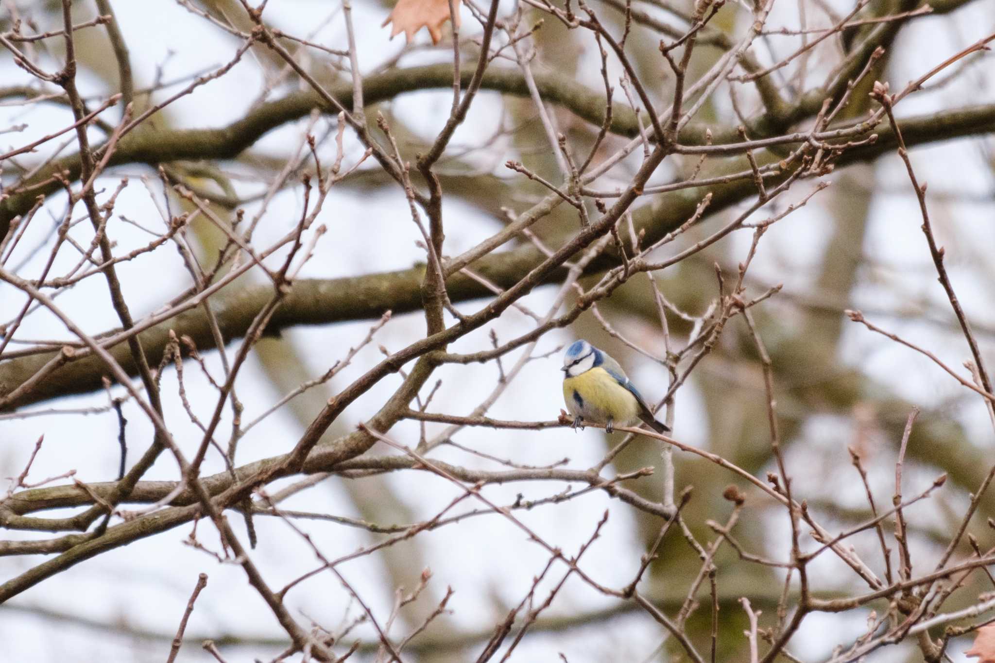 Photo of Eurasian Blue Tit at Venusberg by hidebonn