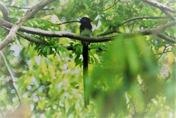 サンコウチョウ 昆陽池 2018年5月6日(日)