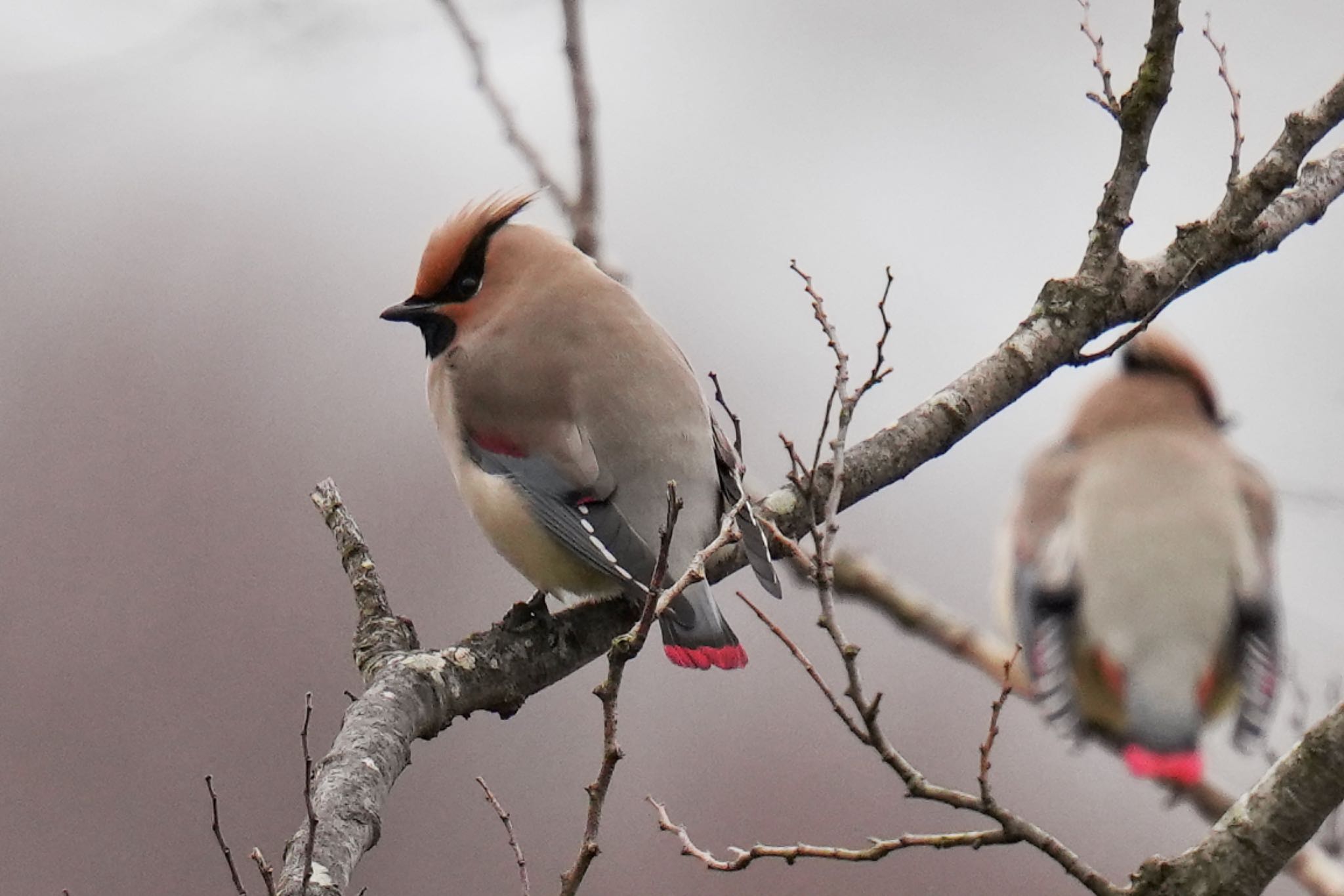 Photo of Japanese Waxwing at 富岡総合公園(横浜市) by アポちん