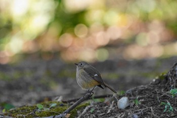 Daurian Redstart Showa Kinen Park Wed, 1/25/2023