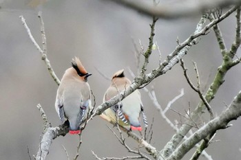 Japanese Waxwing 富岡総合公園(横浜市) Sun, 3/5/2023