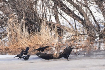 オジロワシ 札幌モエレ沼公園 2023年3月9日(木)