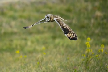 2023年2月23日(木) 江戸川(三郷)の野鳥観察記録