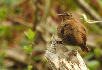 ミソサザイ 戸隠森林植物園(戸隠森林公園) 2018年5月6日(日)