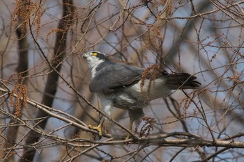 Thu, 3/9/2023 Birding report at Mizumoto Park