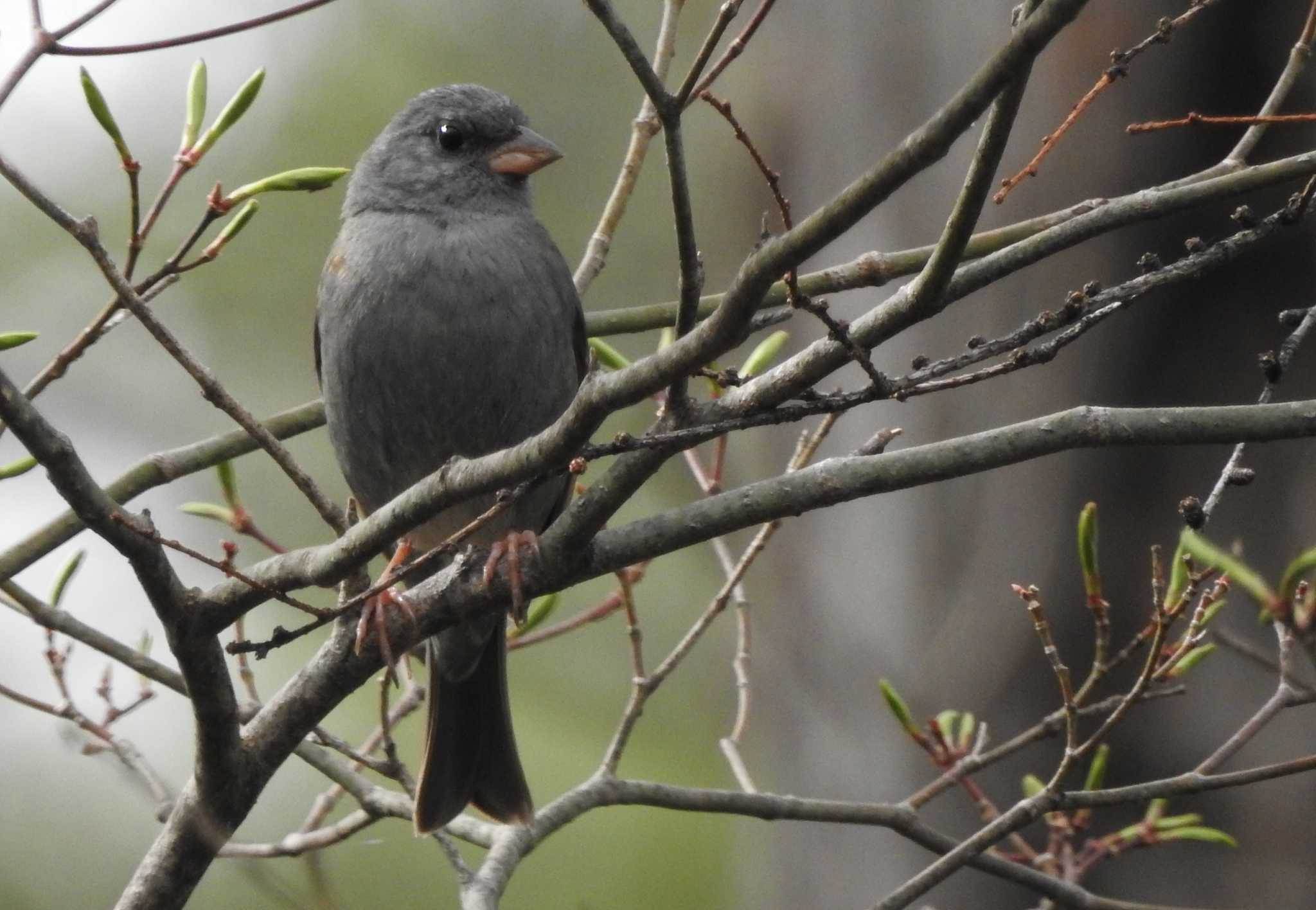 Photo of Grey Bunting at Togakushi Forest Botanical Garden by 結城