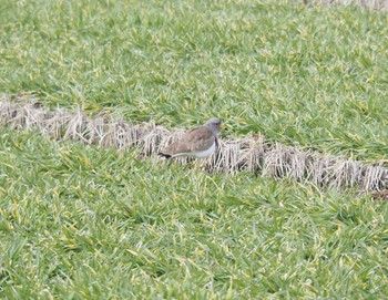 ケリ 湖北野鳥センター 2023年2月25日(土)