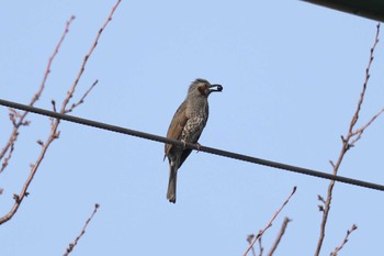 Brown-eared Bulbul Akashi Park Sun, 1/8/2023