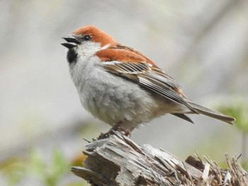 ニュウナイスズメ 戸隠森林植物園(戸隠森林公園) 2018年5月6日(日)