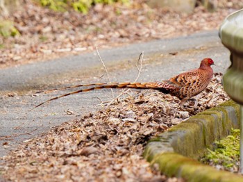 Copper Pheasant 井手町 Thu, 3/9/2023